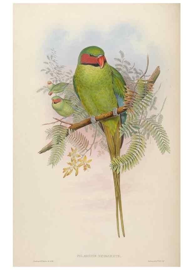 Reproducción/Reproduction 48630637757: Birds of Asia / by John Gould.. London :Printed by Taylor and Francis, pub. by the author,1850-1883.. 