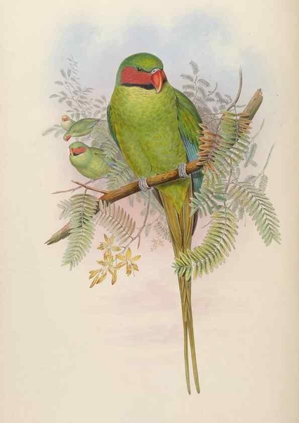 Reproducción/Reproduction 48630637757: Birds of Asia / by John Gould.. London :Printed by Taylor and Francis, pub. by the author,1850-1883.. 