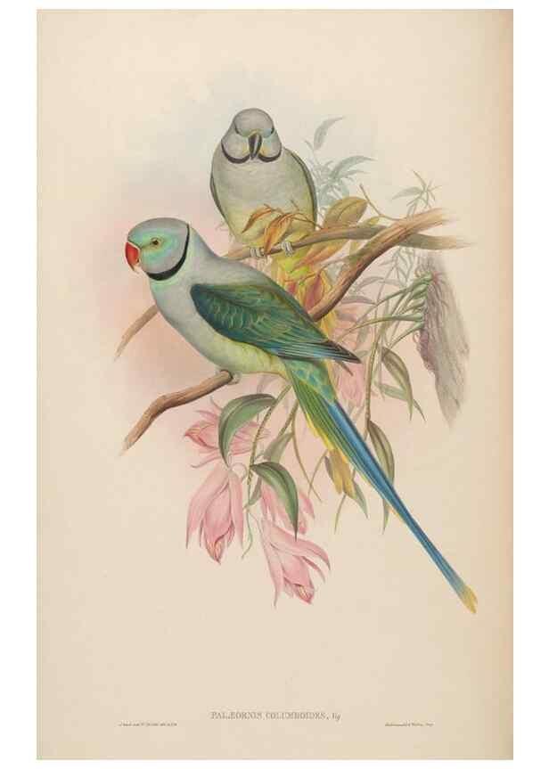 Reproducción/Reproduction 48630638222: Birds of Asia / by John Gould.. London :Printed by Taylor and Francis, pub. by the author,1850-1883.. 