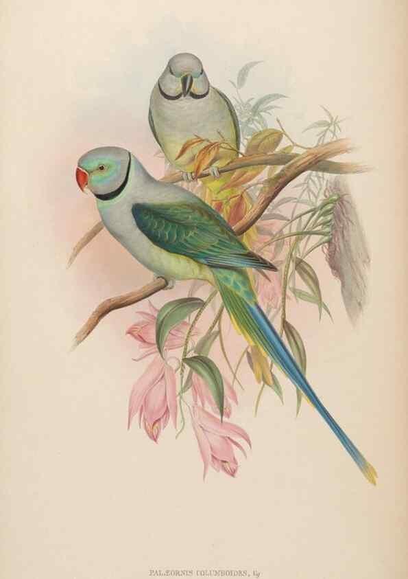 Reproducción/Reproduction 48630638222: Birds of Asia / by John Gould.. London :Printed by Taylor and Francis, pub. by the author,1850-1883.. 