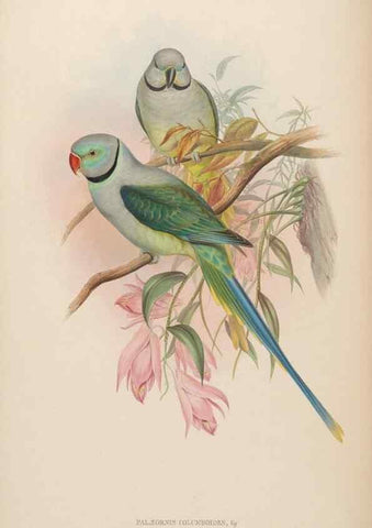 Reproducción/Reproduction 48630638222: Birds of Asia / by John Gould.. London :Printed by Taylor and Francis, pub. by the author,1850-1883.. 