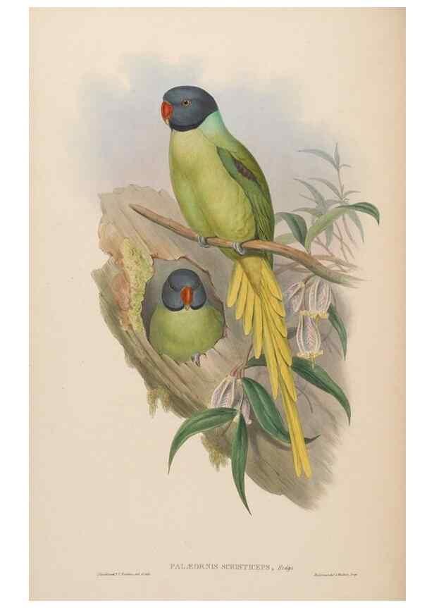 Reproducción/Reproduction 48630487551: Birds of Asia / by John Gould.. London :Printed by Taylor and Francis, pub. by the author,1850-1883.. 