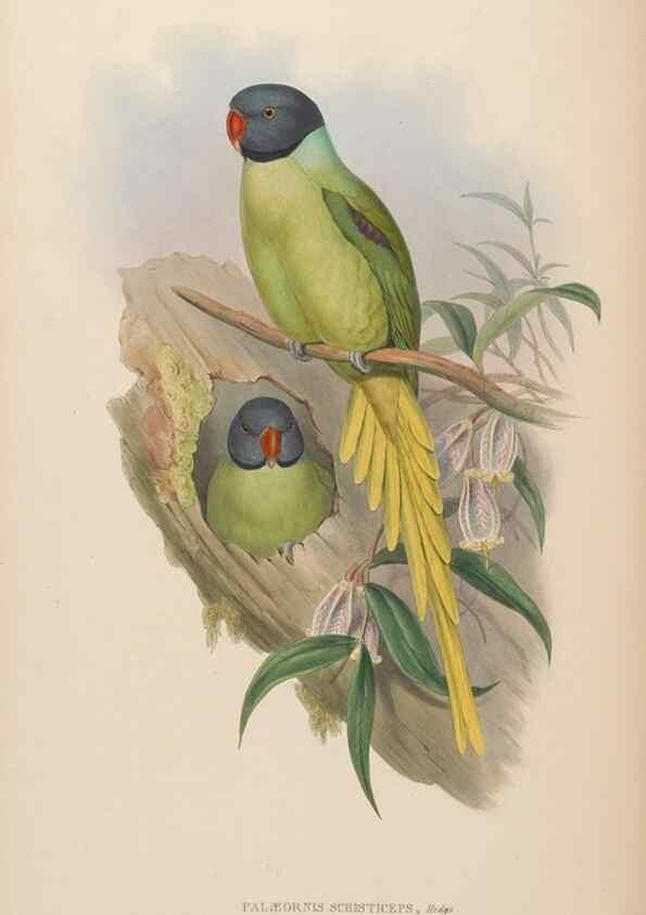 Reproducción/Reproduction 48630487551: Birds of Asia / by John Gould.. London :Printed by Taylor and Francis, pub. by the author,1850-1883.. 