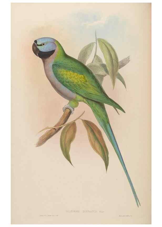 Reproducción/Reproduction 48630134398: Birds of Asia / by John Gould.. London :Printed by Taylor and Francis, pub. by the author,1850-1883.. 
