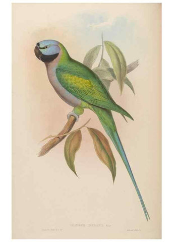 Reproducción/Reproduction 48630134398: Birds of Asia / by John Gould.. London :Printed by Taylor and Francis, pub. by the author,1850-1883.. 