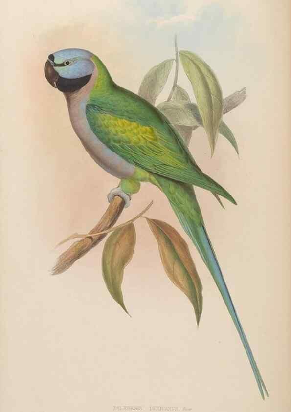 Reproducción/Reproduction 48630134398: Birds of Asia / by John Gould.. London :Printed by Taylor and Francis, pub. by the author,1850-1883.. 