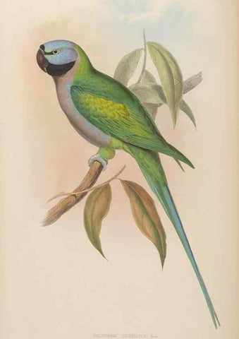 Reproducción/Reproduction 48630134398: Birds of Asia / by John Gould.. London :Printed by Taylor and Francis, pub. by the author,1850-1883.. 