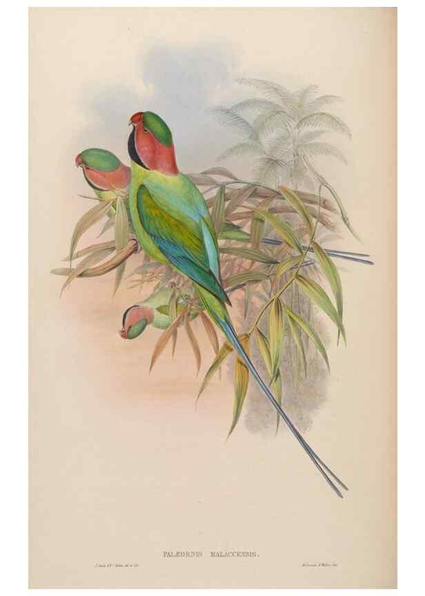 Reproducción/Reproduction 48630134813: Birds of Asia / by John Gould.. London :Printed by Taylor and Francis, pub. by the author,1850-1883.. 