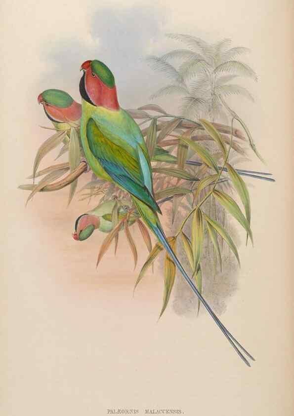 Reproducción/Reproduction 48630134813: Birds of Asia / by John Gould.. London :Printed by Taylor and Francis, pub. by the author,1850-1883.. 