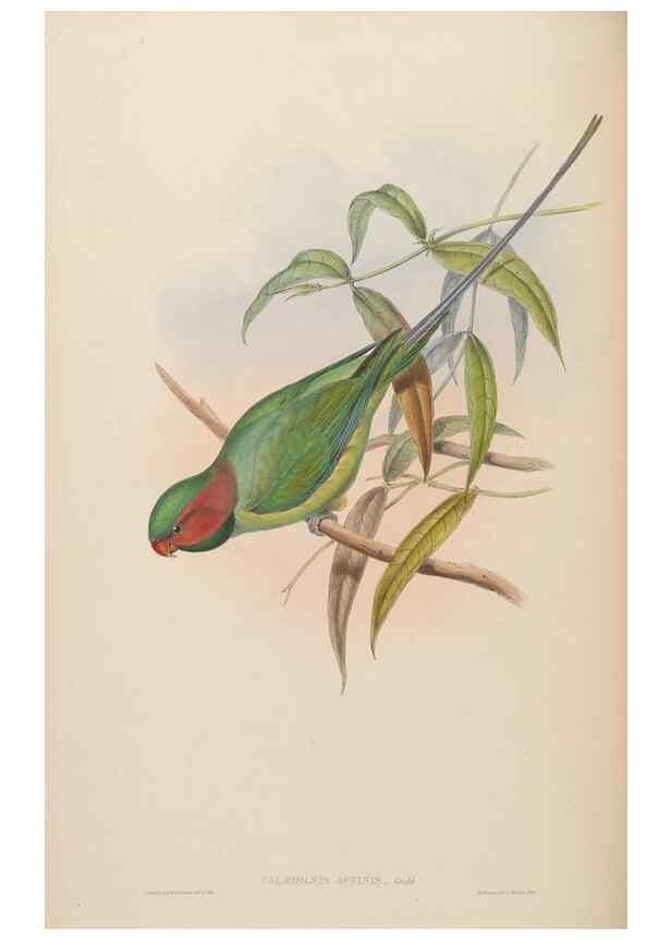 Reproducción/Reproduction 48630135268: Birds of Asia / by John Gould.. London :Printed by Taylor and Francis, pub. by the author,1850-1883.. 