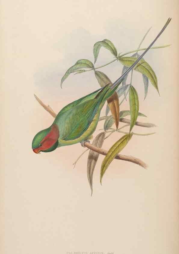Reproducción/Reproduction 48630135268: Birds of Asia / by John Gould.. London :Printed by Taylor and Francis, pub. by the author,1850-1883.. 