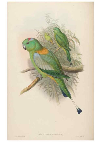 Reproducción/Reproduction 48630135943: Birds of Asia / by John Gould.. London :Printed by Taylor and Francis, pub. by the author,1850-1883.. 