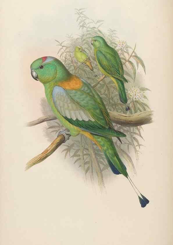 Reproducción/Reproduction 48630135943: Birds of Asia / by John Gould.. London :Printed by Taylor and Francis, pub. by the author,1850-1883.. 