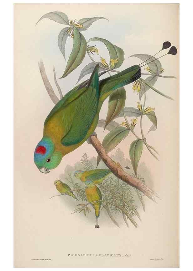 Reproducción/Reproduction 48630136328: Birds of Asia / by John Gould.. London :Printed by Taylor and Francis, pub. by the author,1850-1883.. 