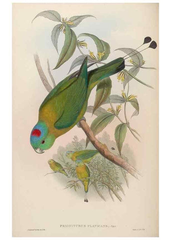 Reproducción/Reproduction 48630136328: Birds of Asia / by John Gould.. London :Printed by Taylor and Francis, pub. by the author,1850-1883.. 
