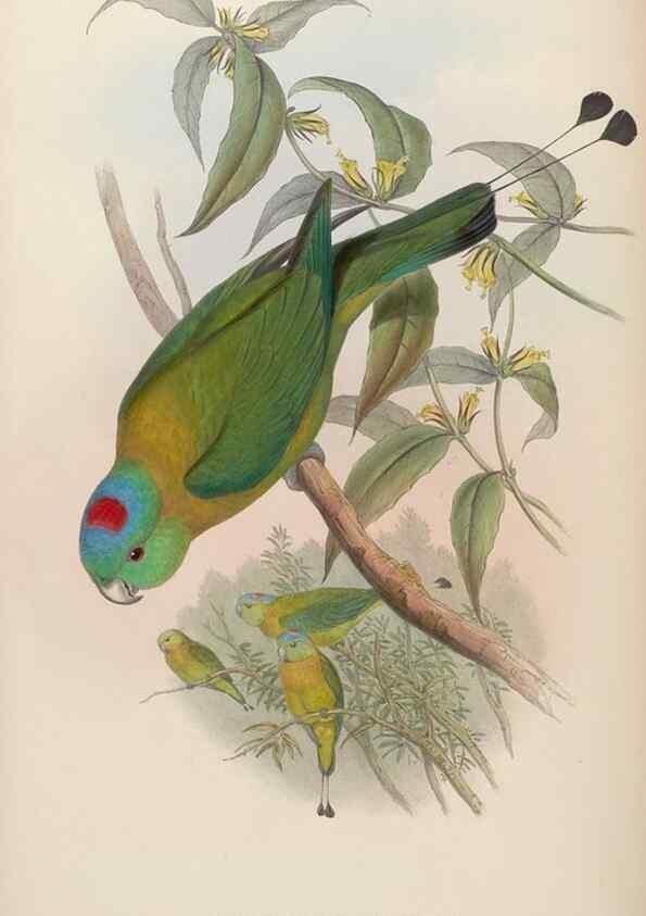 Reproducción/Reproduction 48630136328: Birds of Asia / by John Gould.. London :Printed by Taylor and Francis, pub. by the author,1850-1883.. 