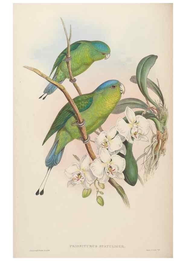 Reproducción/Reproduction 48630641762: Birds of Asia / by John Gould.. London :Printed by Taylor and Francis, pub. by the author,1850-1883.. 