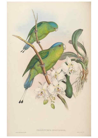 Reproducción/Reproduction 48630641762: Birds of Asia / by John Gould.. London :Printed by Taylor and Francis, pub. by the author,1850-1883.. 