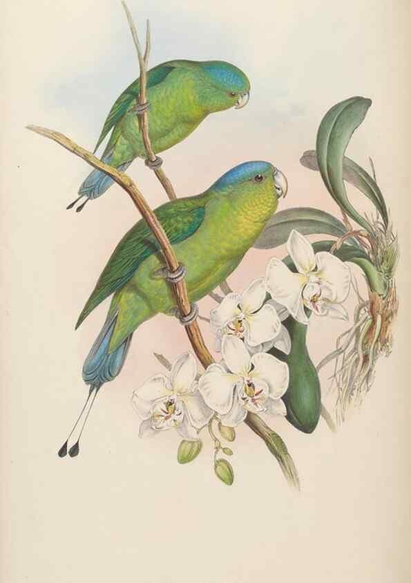 Reproducción/Reproduction 48630641762: Birds of Asia / by John Gould.. London :Printed by Taylor and Francis, pub. by the author,1850-1883.. 