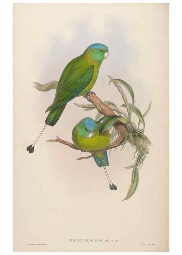 Reproducción/Reproduction 48630137183: Birds of Asia / by John Gould.. London :Printed by Taylor and Francis, pub. by the author,1850-1883.. 