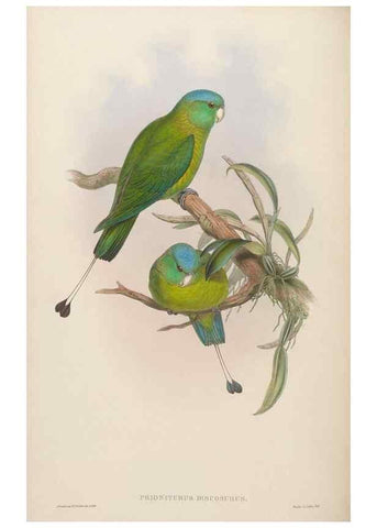 Reproducción/Reproduction 48630137183: Birds of Asia / by John Gould.. London :Printed by Taylor and Francis, pub. by the author,1850-1883.. 