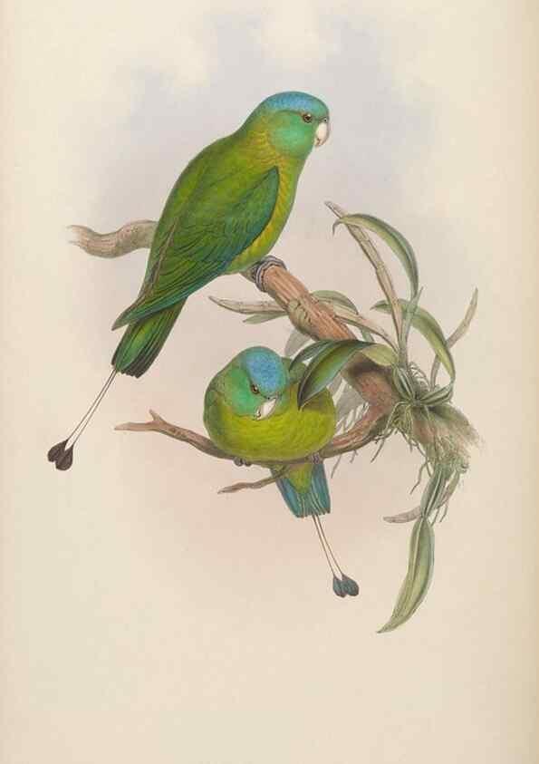 Reproducción/Reproduction 48630137183: Birds of Asia / by John Gould.. London :Printed by Taylor and Francis, pub. by the author,1850-1883.. 