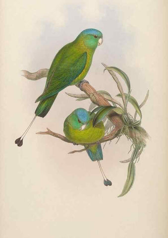 Reproducción/Reproduction 48630137183: Birds of Asia / by John Gould.. London :Printed by Taylor and Francis, pub. by the author,1850-1883.. 