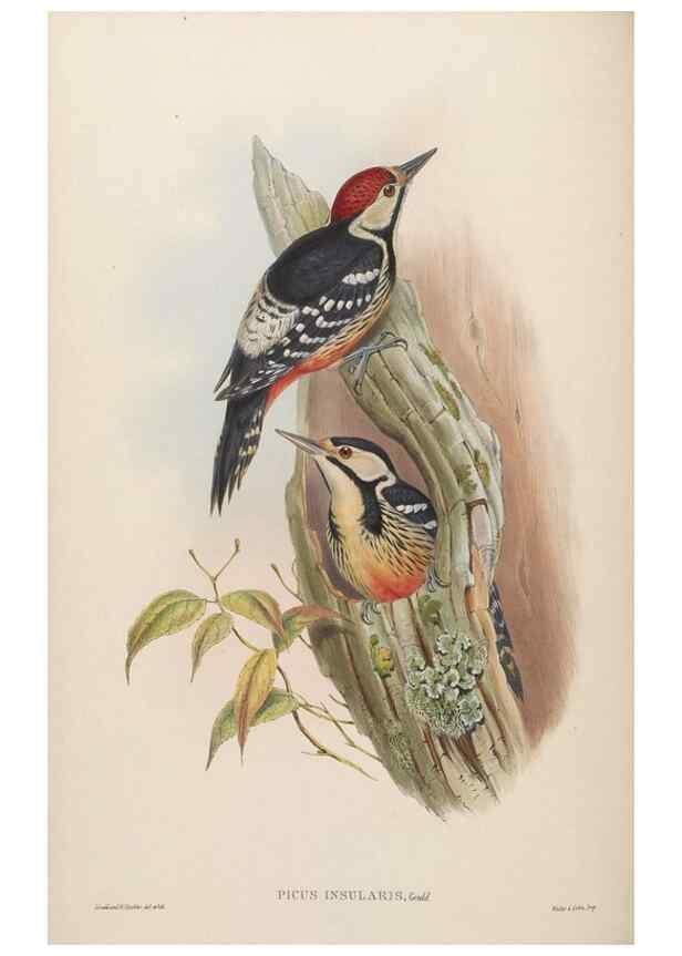 Reproducción/Reproduction 48630642577: Birds of Asia / by John Gould.. London :Printed by Taylor and Francis, pub. by the author,1850-1883.. 