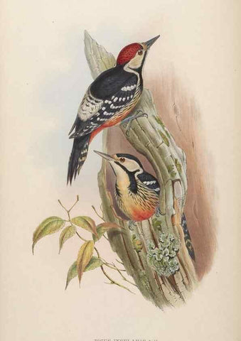 Reproducción/Reproduction 48630642577: Birds of Asia / by John Gould.. London :Printed by Taylor and Francis, pub. by the author,1850-1883.. 