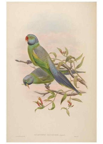 Reproducción/Reproduction 48630130473: Birds of Asia / by John Gould.. London :Printed by Taylor and Francis, pub. by the author,1850-1883.. 