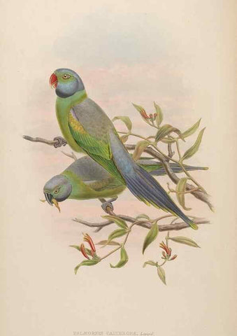 Reproducción/Reproduction 48630130473: Birds of Asia / by John Gould.. London :Printed by Taylor and Francis, pub. by the author,1850-1883.. 