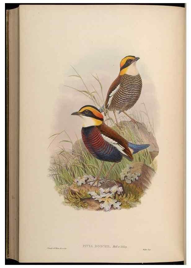 Reproducción/Reproduction 48630382666: Birds of Asia / by John Gould.. London :Printed by Taylor and Francis, pub. by the author,1850-1883.. 