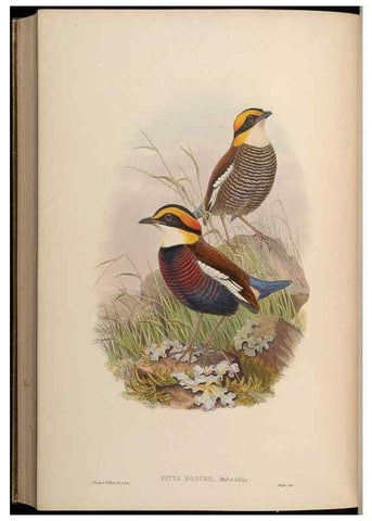Reproducción/Reproduction 48630382666: Birds of Asia / by John Gould.. London :Printed by Taylor and Francis, pub. by the author,1850-1883.. 