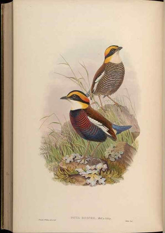 Reproducción/Reproduction 48630382666: Birds of Asia / by John Gould.. London :Printed by Taylor and Francis, pub. by the author,1850-1883.. 