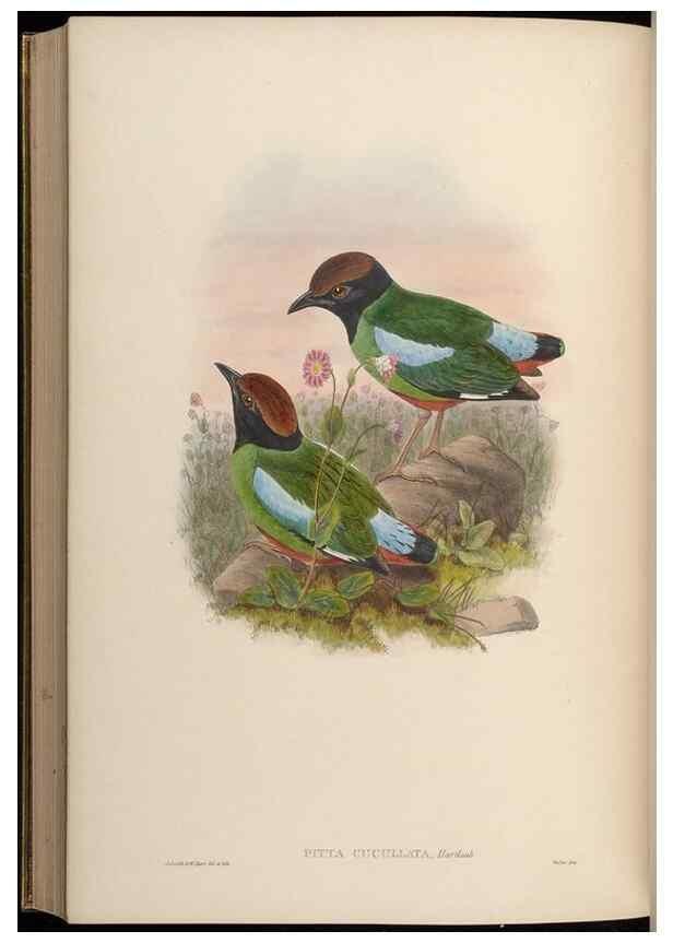 Reproducción/Reproduction 48630028648: Birds of Asia / by John Gould.. London :Printed by Taylor and Francis, pub. by the author,1850-1883.. 