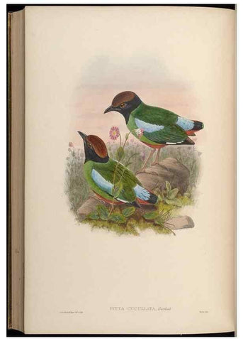 Reproducción/Reproduction 48630028648: Birds of Asia / by John Gould.. London :Printed by Taylor and Francis, pub. by the author,1850-1883.. 