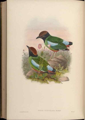 Reproducción/Reproduction 48630028648: Birds of Asia / by John Gould.. London :Printed by Taylor and Francis, pub. by the author,1850-1883.. 