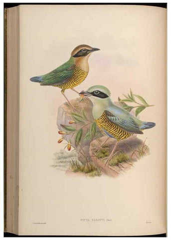 Reproducción/Reproduction 48630527057: Birds of Asia / by John Gould.. London :Printed by Taylor and Francis, pub. by the author,1850-1883.. 