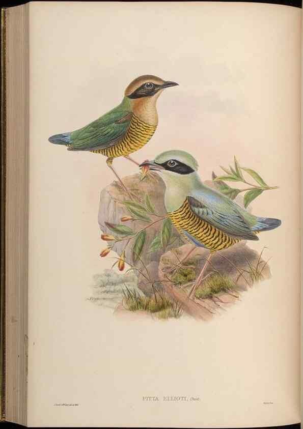 Reproducción/Reproduction 48630527057: Birds of Asia / by John Gould.. London :Printed by Taylor and Francis, pub. by the author,1850-1883.. 