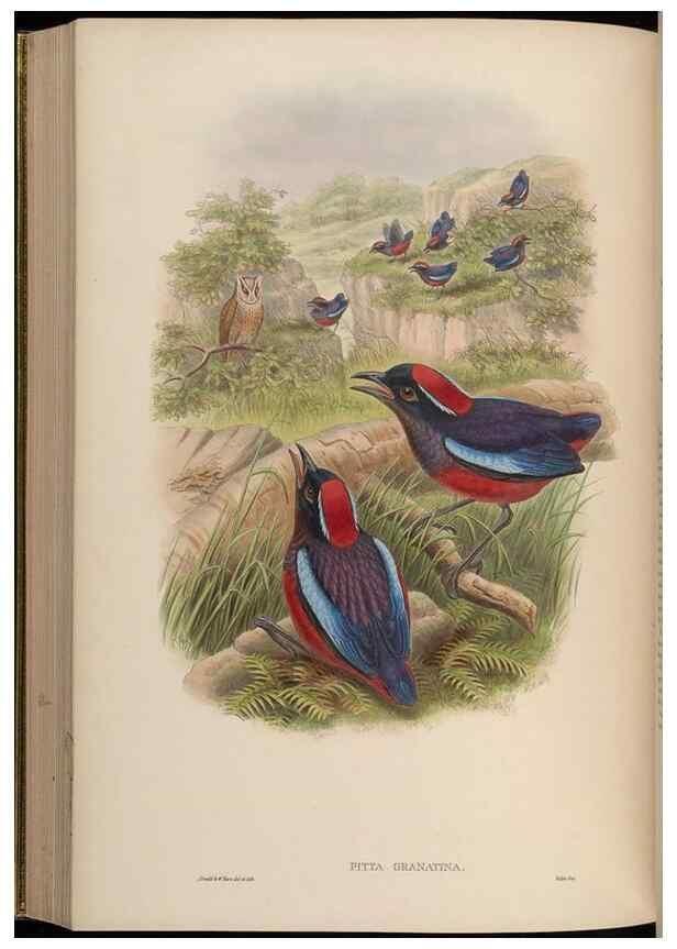 Reproducción/Reproduction 48630375471: Birds of Asia / by John Gould.. London :Printed by Taylor and Francis, pub. by the author,1850-1883.. 