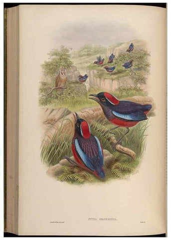 Reproducción/Reproduction 48630375471: Birds of Asia / by John Gould.. London :Printed by Taylor and Francis, pub. by the author,1850-1883.. 