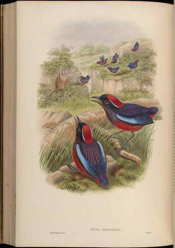 Reproducción/Reproduction 48630375471: Birds of Asia / by John Gould.. London :Printed by Taylor and Francis, pub. by the author,1850-1883.. 