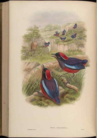 Reproducción/Reproduction 48630375471: Birds of Asia / by John Gould.. London :Printed by Taylor and Francis, pub. by the author,1850-1883.. 