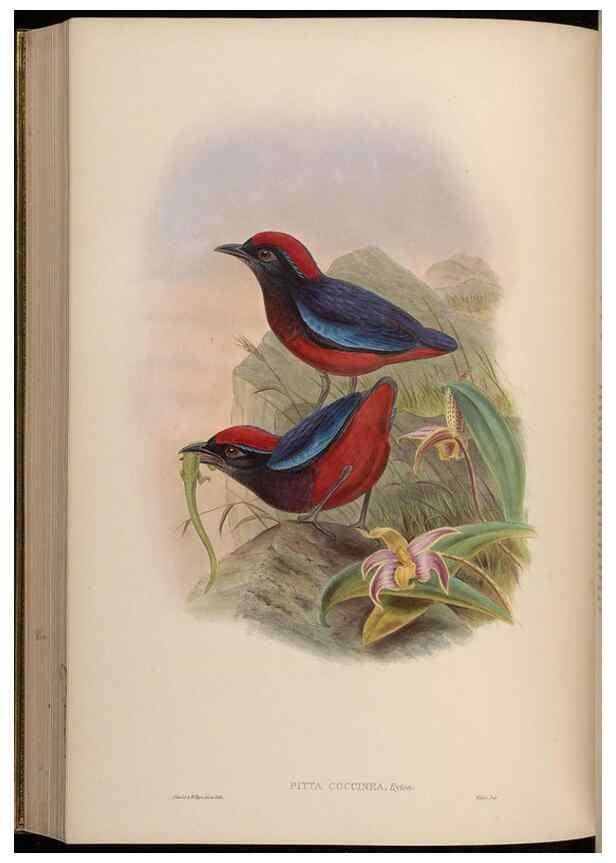 Reproducción/Reproduction 48630375746: Birds of Asia / by John Gould.. London :Printed by Taylor and Francis, pub. by the author,1850-1883.. 