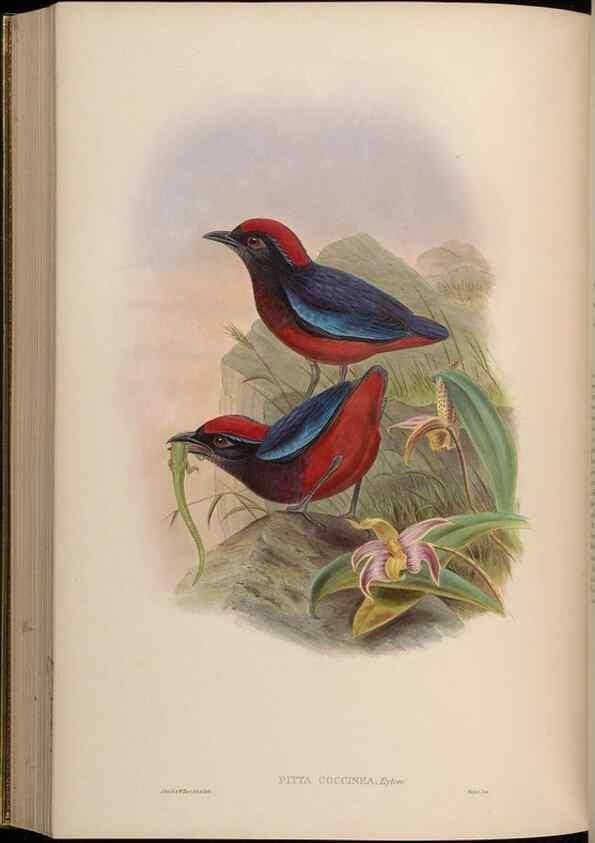 Reproducción/Reproduction 48630375746: Birds of Asia / by John Gould.. London :Printed by Taylor and Francis, pub. by the author,1850-1883.. 