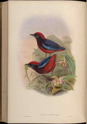 Reproducción/Reproduction 48630375746: Birds of Asia / by John Gould.. London :Printed by Taylor and Francis, pub. by the author,1850-1883.. 