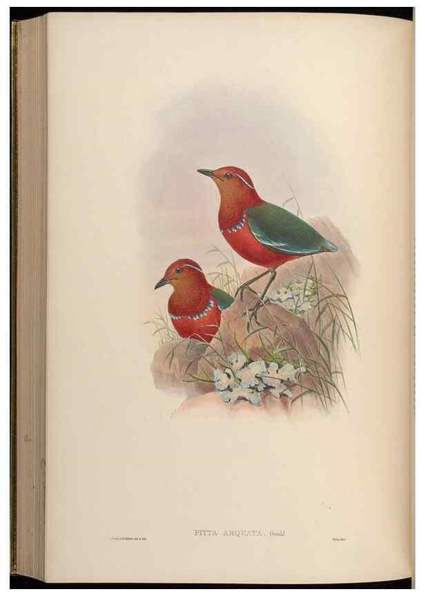 Reproducción/Reproduction 48630023208: Birds of Asia / by John Gould.. London :Printed by Taylor and Francis, pub. by the author,1850-1883.. 