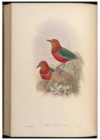 Reproducción/Reproduction 48630023208: Birds of Asia / by John Gould.. London :Printed by Taylor and Francis, pub. by the author,1850-1883.. 