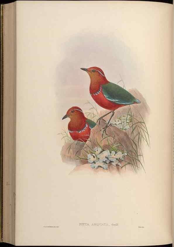 Reproducción/Reproduction 48630023208: Birds of Asia / by John Gould.. London :Printed by Taylor and Francis, pub. by the author,1850-1883.. 