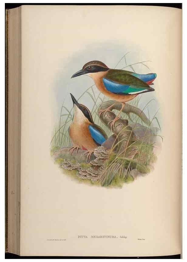 Reproducción/Reproduction 48630023543: Birds of Asia / by John Gould.. London :Printed by Taylor and Francis, pub. by the author,1850-1883.. 